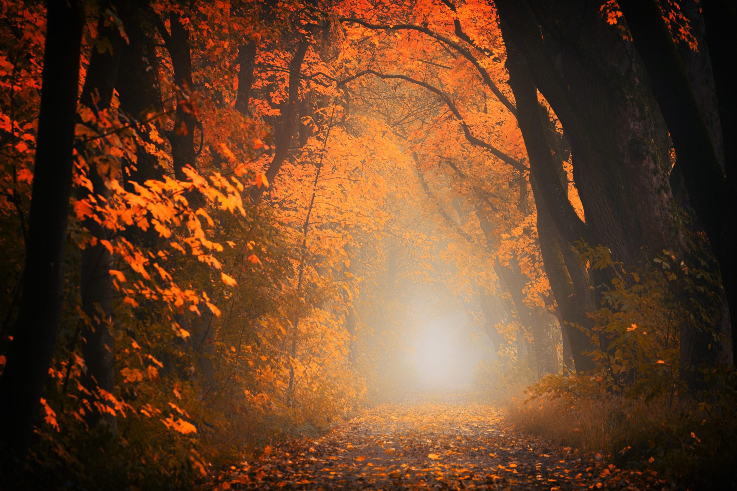 光に照らされた秋の道